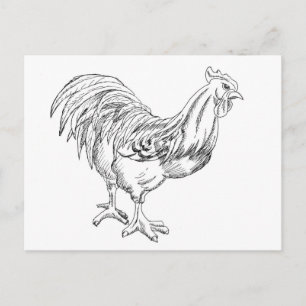 Carte Postale Poulet en stylo et encre
