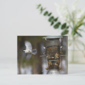 Carte Postale Poulet En Vol (Debout devant)