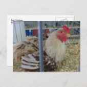 Carte Postale Poulet équitable (Devant / Derrière)