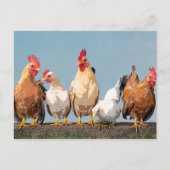 Carte Postale Poulet Hen Mug à café à deux tons (Devant)