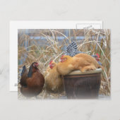 Carte Postale Poulet humoristique (Devant / Derrière)