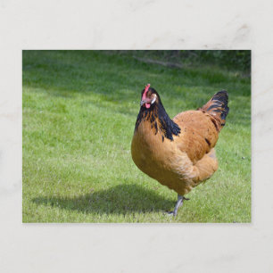 Carte Postale Poulet noir et or Vorwerk Photo