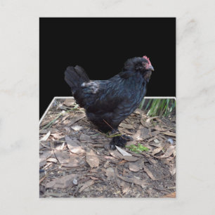 Carte Postale Poulet Noir Trois Dmensional Pop Out,_Carte Postal