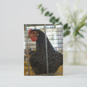 Carte Postale Poulet poivré (Debout devant)