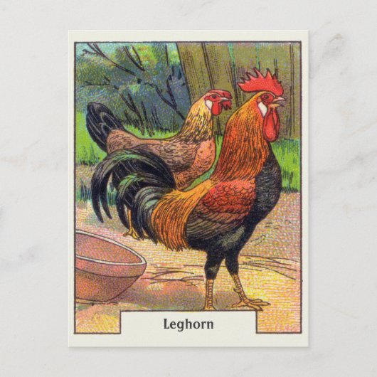 Carte Postale Poulet vintage de leghorn (Devant)
