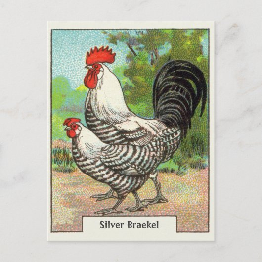 Carte Postale Poulet vintage en argent (Devant)