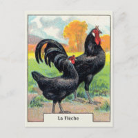 Poulet vintage La Fleche