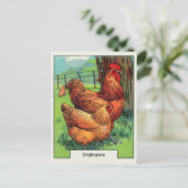 Carte Postale Poulet vintage Orpington (Debout devant)