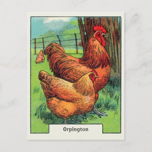 Carte Postale Poulet vintage Orpington (Devant)