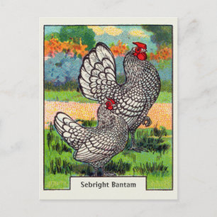 Carte Postale Poulet vintage Sebright Bantam