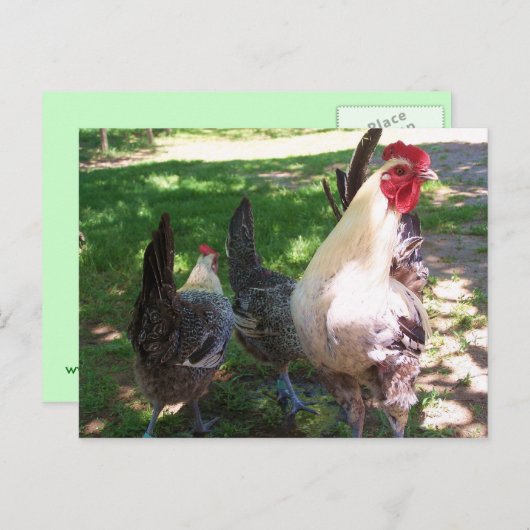 carte postale poulets (Devant / Derrière)