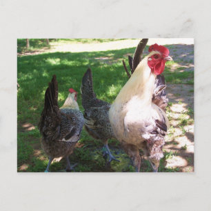 carte postale poulets