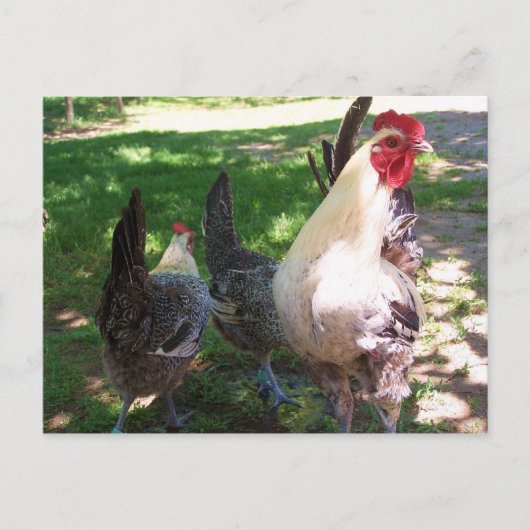 carte postale poulets (Devant)
