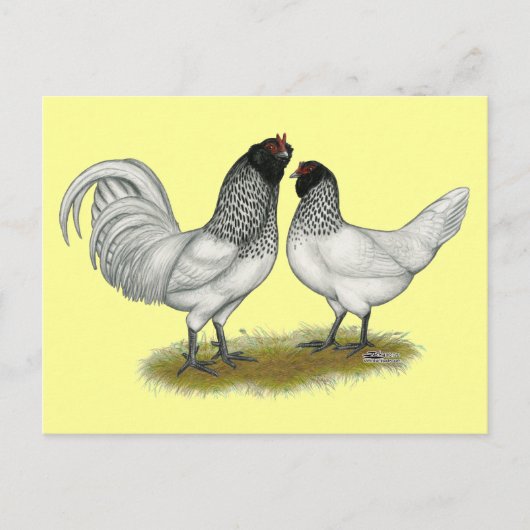 Carte Postale Poulets à la barbe de hibou néerlandais (Devant)