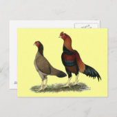 Carte Postale Poulets à roue d'Aseel (Devant / Derrière)