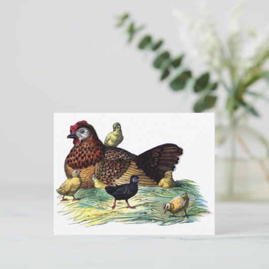 Carte Postale Poulets Animaux Vintages (Debout devant)