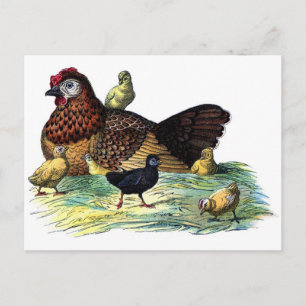 Carte Postale Poulets Animaux Vintages