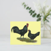 Carte Postale Poulets Augsburger (Debout devant)