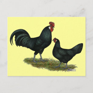 Carte Postale Poulets Augsburger
