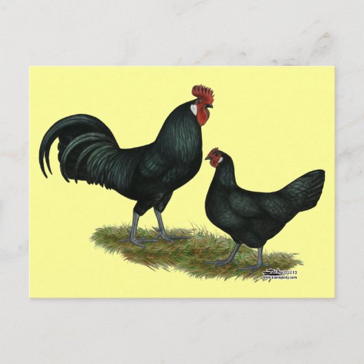 Carte Postale Poulets Augsburger (Devant)
