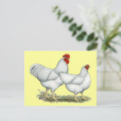 Carte Postale Poulets blancs (Debout devant)
