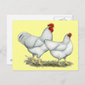 Carte Postale Poulets blancs (Devant / Derrière)