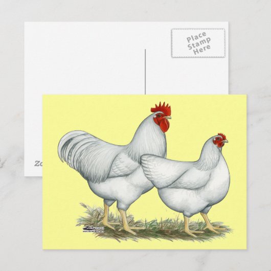Carte Postale Poulets blancs (Devant / Derrière)