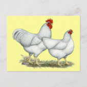 Carte Postale Poulets blancs (Devant)