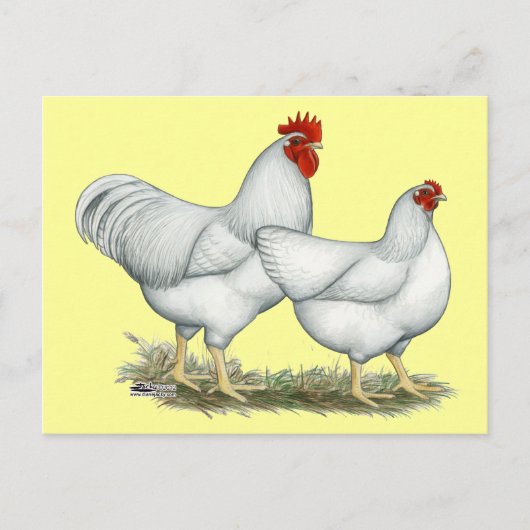 Carte Postale Poulets blancs (Devant)