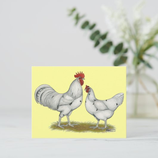 Carte Postale Poulets blancs Austra (Debout devant)