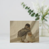 Carte Postale Poulets Bleus Gris Adorables (Debout devant)