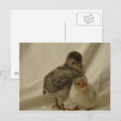 Carte Postale Poulets Bleus Gris Adorables (Devant / Derrière)