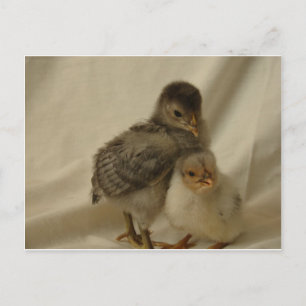Carte Postale Poulets Bleus Gris Adorables