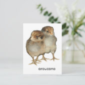 Carte Postale Poulets de bébé araucana poulets ornithologie oise (Debout devant)