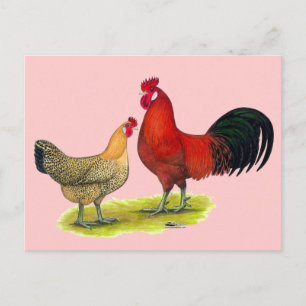 Carte Postale Poulets de la coupe de beurre sicilienne