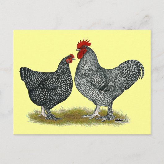 Carte Postale Poulets de Maline (Devant)