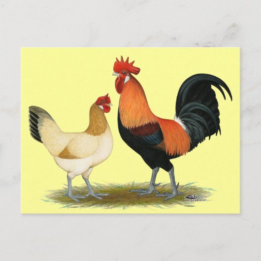 Carte Postale Poulets de Penedesenca (Devant)