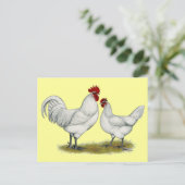 Carte Postale Poulets de pieds bleus (Debout devant)