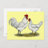 Carte Postale Poulets de pieds bleus (Devant / Derrière)