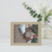 Carte Postale Poulets domestiques mignons (Debout devant)