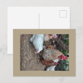 Carte Postale Poulets domestiques mignons (Devant / Derrière)