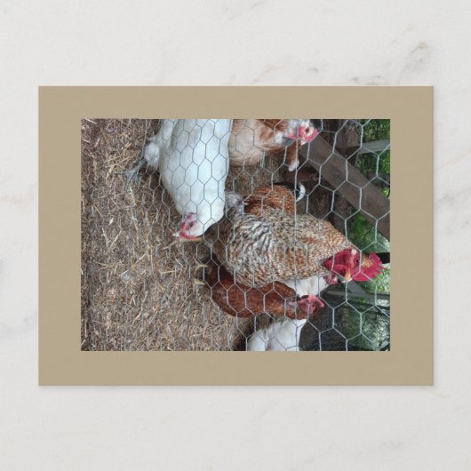 Carte Postale Poulets domestiques mignons (Devant)