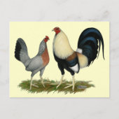 Carte Postale Poulets dorés (Devant)