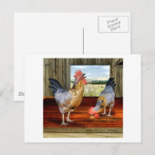 Carte Postale Poulets en Grange (Devant / Derrière)