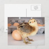 Carte Postale Poulets et oeufs précieux pour bébés (Devant / Derrière)