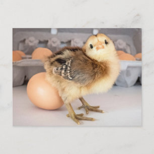 Carte Postale Poulets et oeufs précieux pour bébés