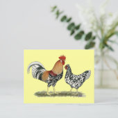 Carte Postale Poulets islandais (Debout devant)