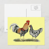 Carte Postale Poulets islandais (Devant / Derrière)