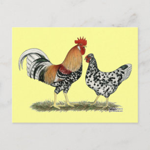 Carte Postale Poulets islandais