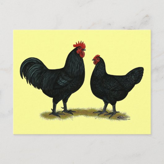Carte Postale Poulets Java noirs (Devant)